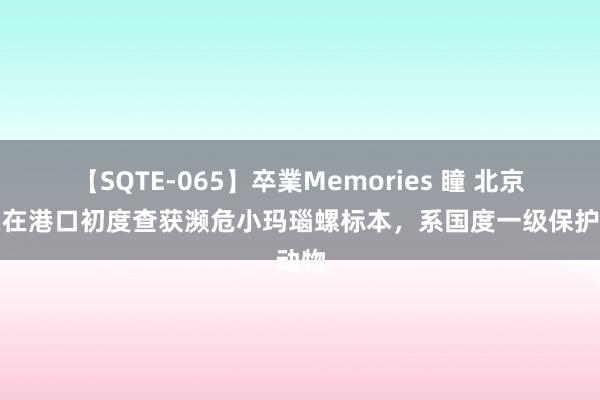 【SQTE-065】卒業Memories 瞳 北京海关在港口初度查获濒危小玛瑙螺标本，系国度一级保护动物